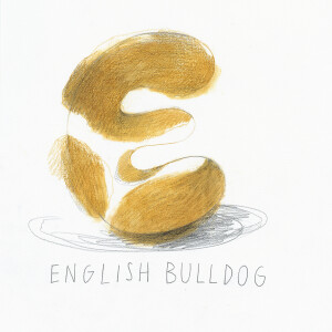 English Bulldog / Pencils and markers on paper - 24 x 33 cm