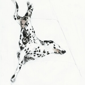 Lazy Dalmatian / Pencils and markers on paper - 24 x 33 cm