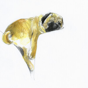 Lazy Pug / Pencils and markers on paper - 24 x 33 cm