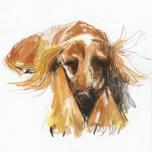 Lazy Irish Setter / Pencils and markers on paper - 24 x 33 cm