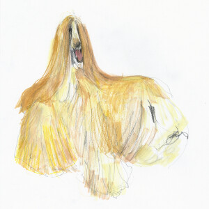 Lazy Afghanhound 2 / Pencils and markers on paper - 24 x 33 cm