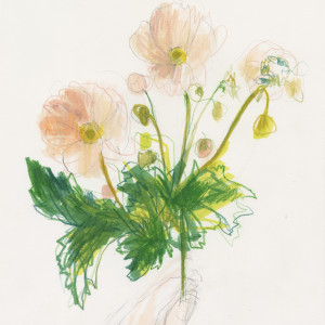 Flowers from Internet / Pencils and markers on paper - 24 x 33 cm 