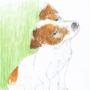 Jack Russell / Pencils and markers on paper
