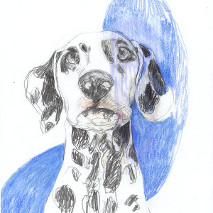Dalmatian / Pencils and markers on paper