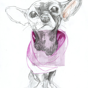 Chiwawa / Pencils and markers on paper