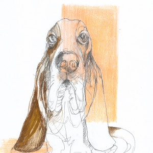 Bassethound / Pencils and markers on paper